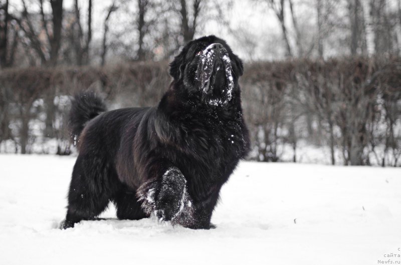 Фото: ньюфаундленд Пчёлкин Дом Вениамин (Pchiolkin Dom Veniamin)