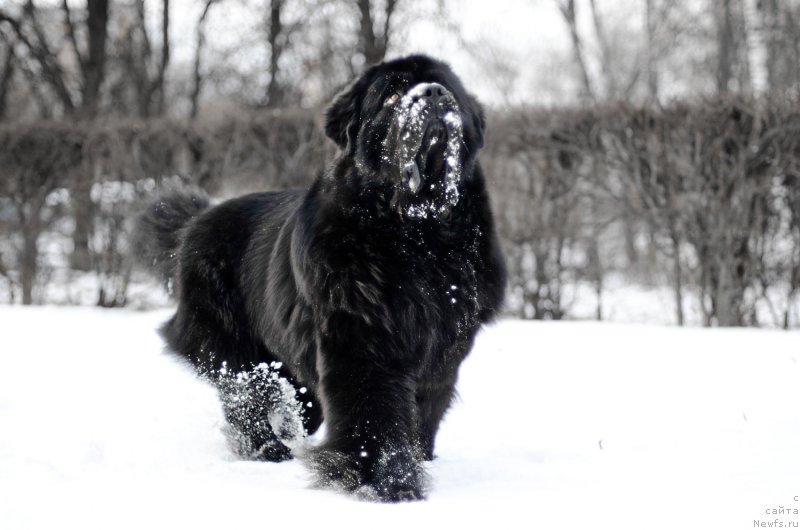 Фото: ньюфаундленд Пчёлкин Дом Вениамин (Pchiolkin Dom Veniamin)