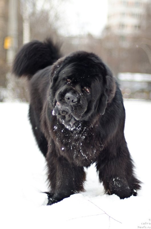 Фото: ньюфаундленд Пчёлкин Дом Вениамин (Pchiolkin Dom Veniamin)