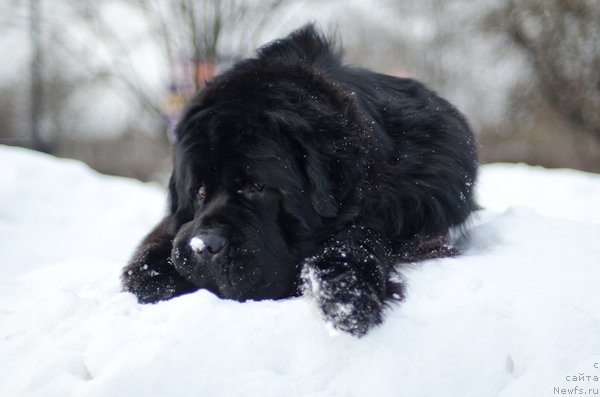 Фото: ньюфаундленд Пчёлкин Дом Вениамин (Pchiolkin Dom Veniamin)