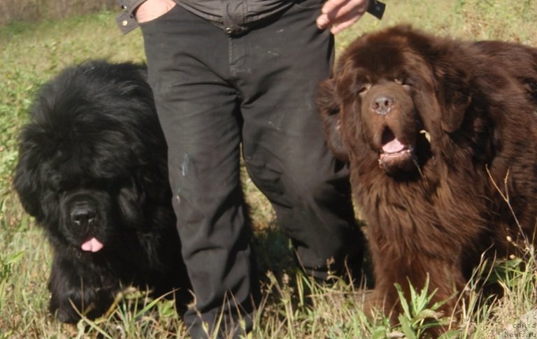Фото: ньюфаундленд Супер Премиум Брабус, ньюфаундленд King of Helluland I'm Precious