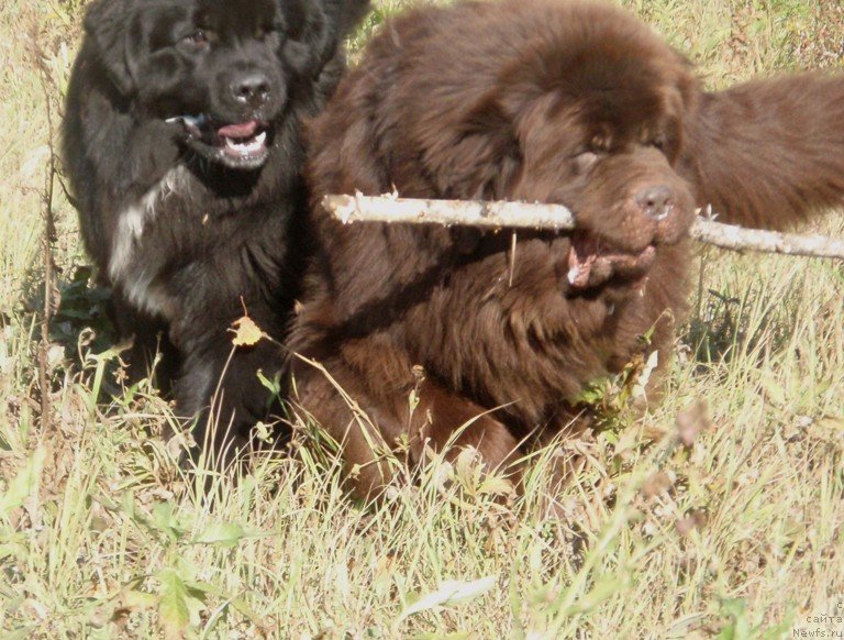 Фото: ньюфаундленд Супер Премиум Брабус