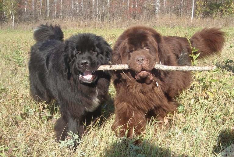 Фото: ньюфаундленд Супер Премиум Брабус, ньюфаундленд Promise To Love Midnight Bear