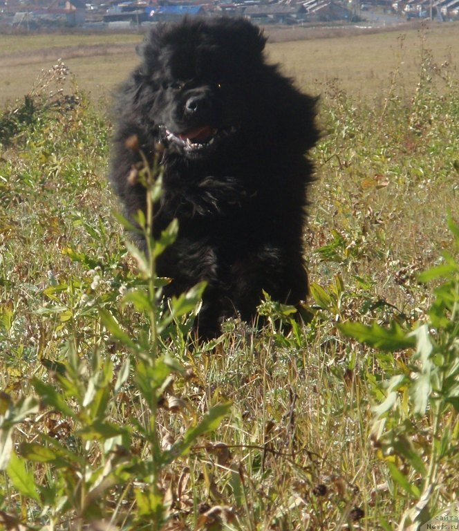 Фото: ньюфаундленд King of Helluland I'm Precious