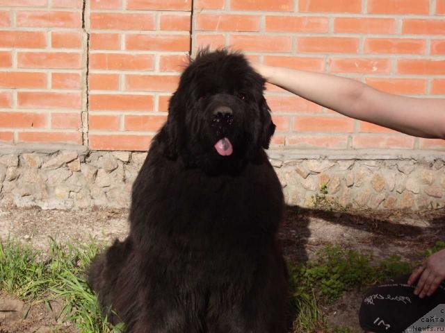 Фото: ньюфаундленд Супер Премиум Аве Мария