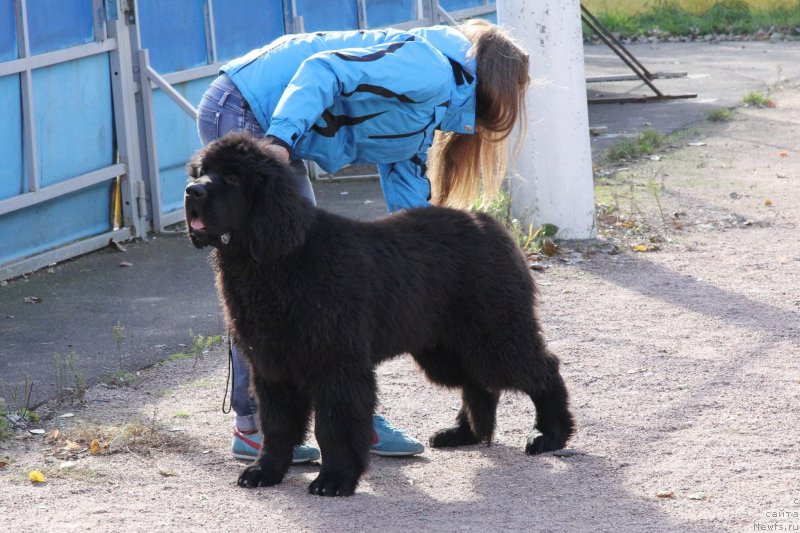 Фотография № 135931