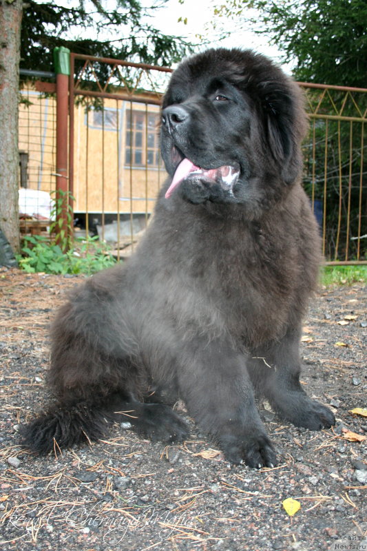 Фотография № 135935