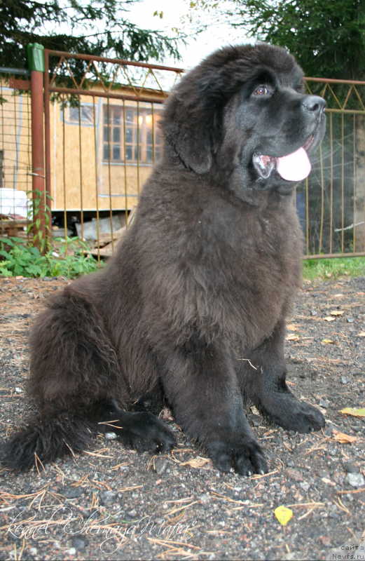 Фотография № 135936