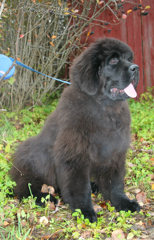 Фотография № 135939