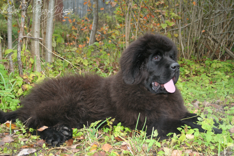 Фотография № 135943