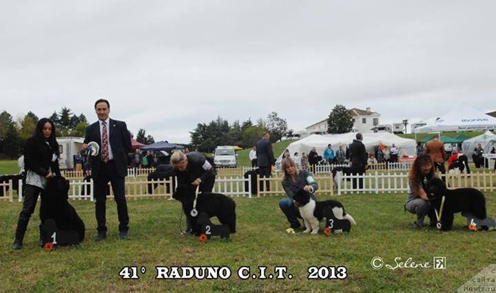 Фото: ньюфаундленд Плюшевая Панда Шелковая Белая Ночь (Plushevaya Panda Schelkovaja Belaja Notsch)