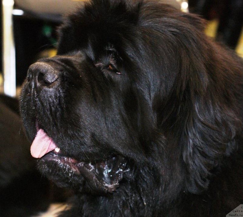 Фотография № 135983