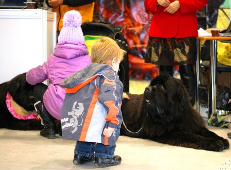 Фото: ньюфаундленд Ньюфорт Фидель (Njufort Fidel)