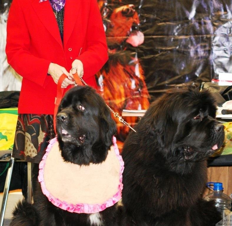 Фото: ньюфаундленд Блэк Диамонд Агидель от Потапа Патриция (Black Diamond Agidel ot Potapa Patricia), ньюфаундленд Ньюфорт Фидель (Njufort Fidel)