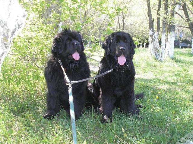 Фотография № 13599