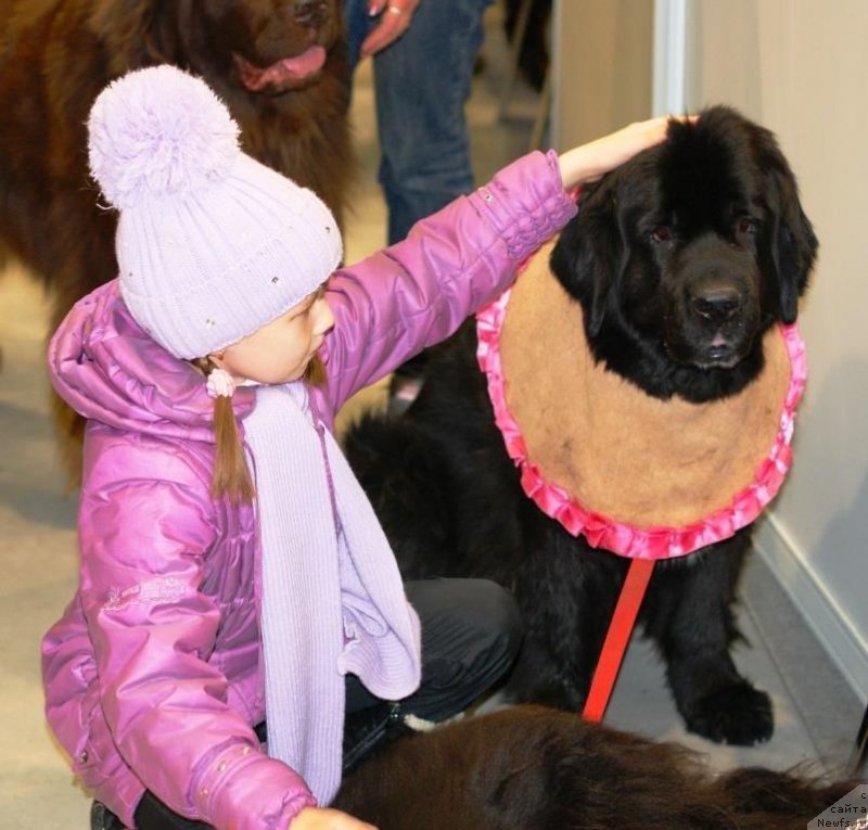 Фото: ньюфаундленд Блэк Диамонд Агидель от Потапа Патриция (Black Diamond Agidel ot Potapa Patricia)