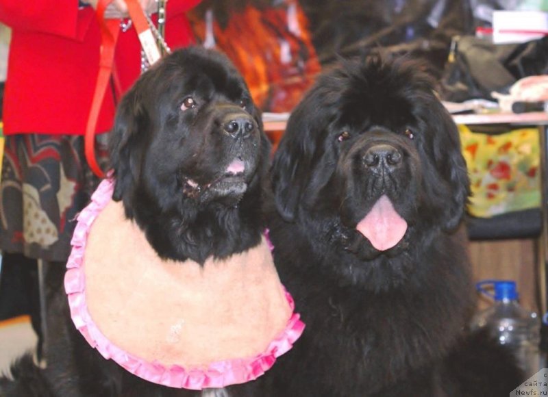 Фото: ньюфаундленд Ньюфорт Фидель (Njufort Fidel), ньюфаундленд Блэк Диамонд Агидель от Потапа Патриция (Black Diamond Agidel ot Potapa Patricia)