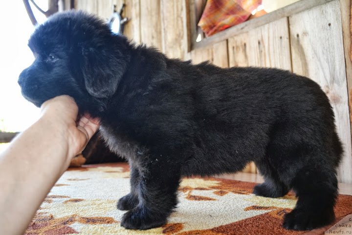 Фото: ньюфаундленд Талисман Моря Маркиза Ангелов