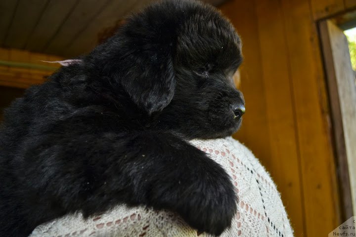 Фото: ньюфаундленд Талисман Моря Маркиза Ангелов