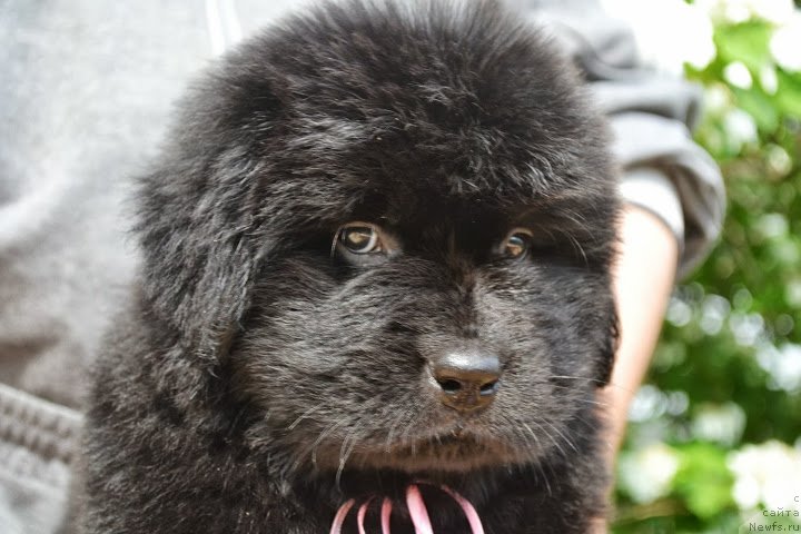 Фото: ньюфаундленд Талисман Моря Маркиза Ангелов