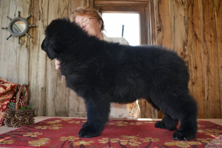 Фото: ньюфаундленд Талисман Моря Маркиза Ангелов