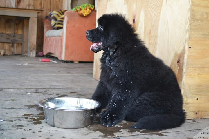 Фото: ньюфаундленд Талисман Моря Маркиза Ангелов