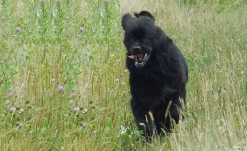 Фото: ньюфаундленд Сент Джонс Гвендолин Глориус Гарден