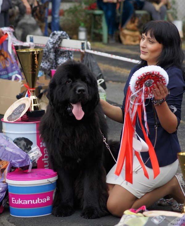 Фото: Супер Премиум Микадо
