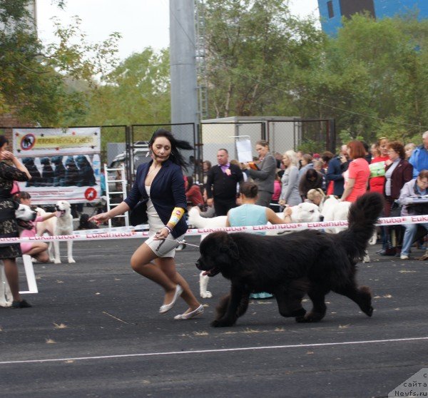 Фото: Супер Премиум Микадо