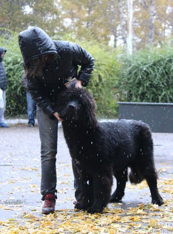 Фото: ньюфаундленд Интрига Ночи от Марлеон Дусвик