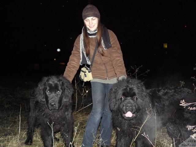 Фото: ньюфаундленд Смигар Эрик Вайс Чиф, ньюфаундленд Смигар Энди Джолли Дольфин