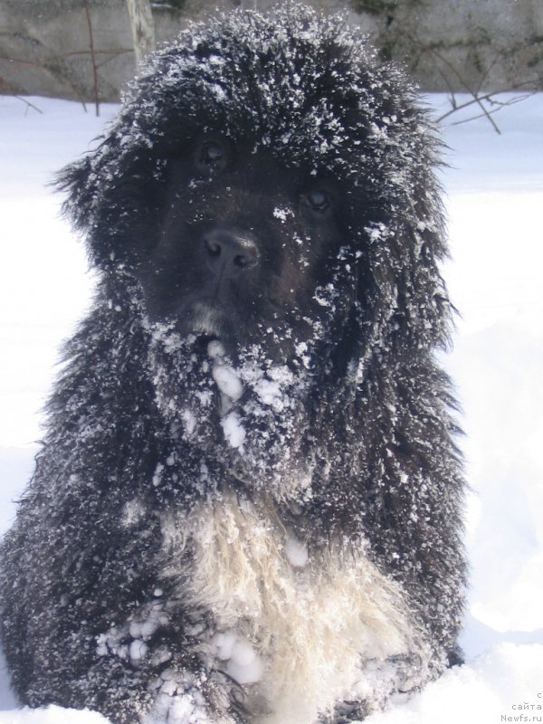 Фото: ньюфаундленд Midnight Lady's Undisputed Sweetheart