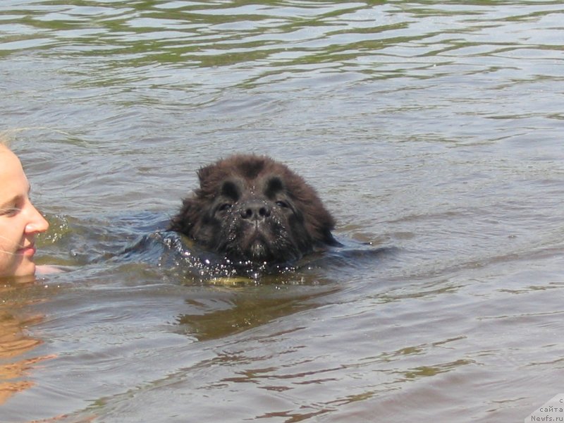 Фото: ньюфаундленд Midnight Lady's Undisputed Sweetheart, Анастасия Заливако