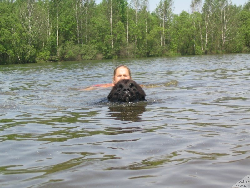 Фото: ньюфаундленд Midnight Lady's Undisputed Sweetheart, Анастасия Заливако