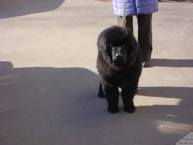 Фото: ньюфаундленд Артур Львиное Сердце Сын Вояджера