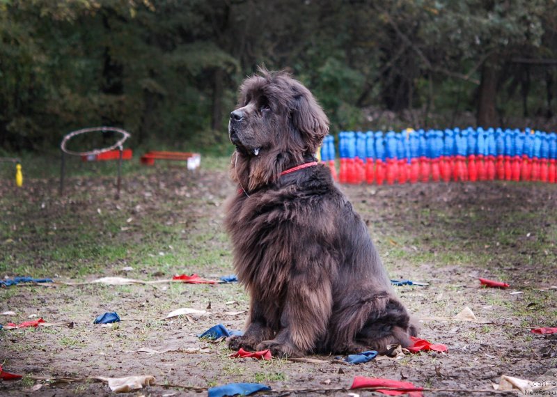 Фото: ньюфаундленд Дюрбахлер Клаб Альфаретта Виньетта