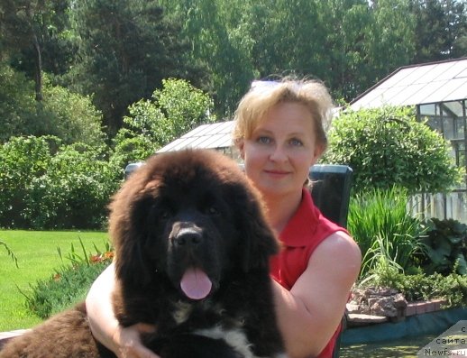Фото: ньюфаундленд Midnight Lady's Undisputed Sweetheart, Ольга Заливако
