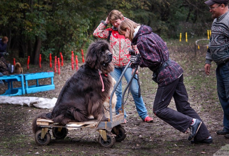 Фотография № 136032