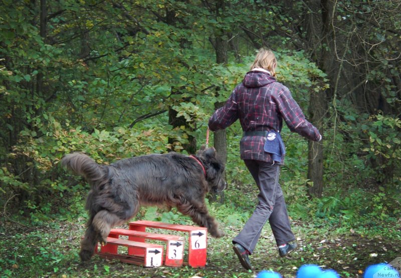 Фото: ньюфаундленд Дюрбахлер Клаб Альфаретта Виньетта, Анастасия Киреева