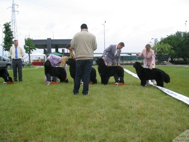 Фото: ньюфаундленд Midnight Lady's Undisputed Sweetheart, Ольга Заливако