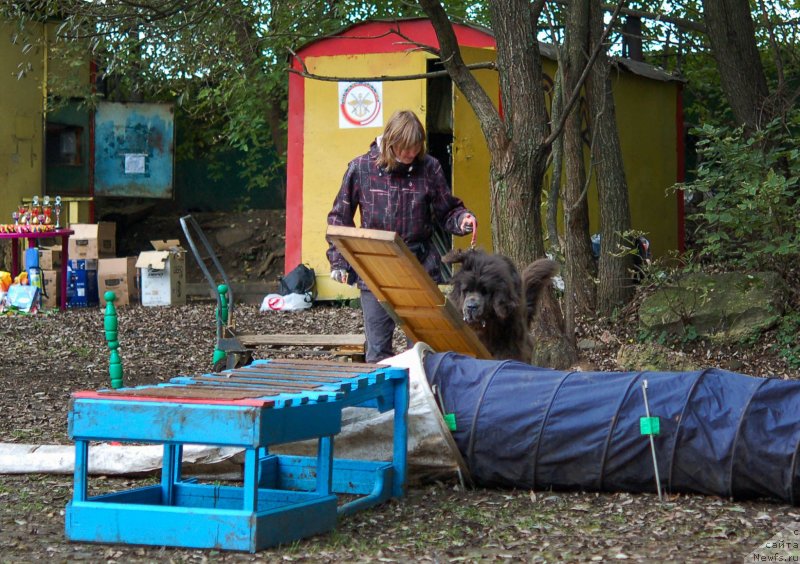 Фото: ньюфаундленд Дюрбахлер Клаб Альфаретта Виньетта, Анастасия Киреева
