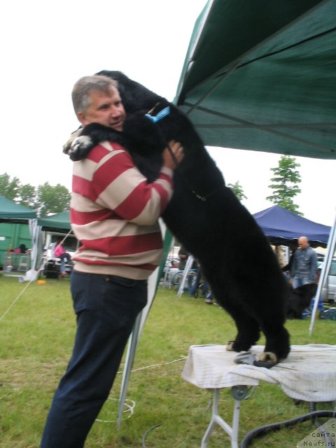 Фото: ньюфаундленд Midnight Lady's Undisputed Sweetheart, Александр Заливако