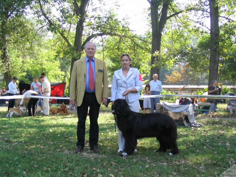Фото: ньюфаундленд Midnight Lady's Undisputed Sweetheart, Ольга Заливако