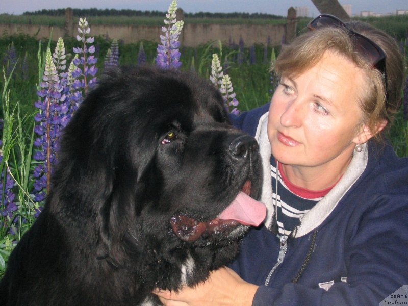 Фото: ньюфаундленд Midnight Lady's Undisputed Sweetheart, Ольга Заливако