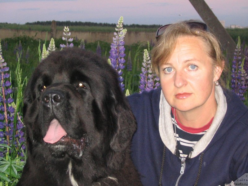 Фото: ньюфаундленд Midnight Lady's Undisputed Sweetheart, Ольга Заливако