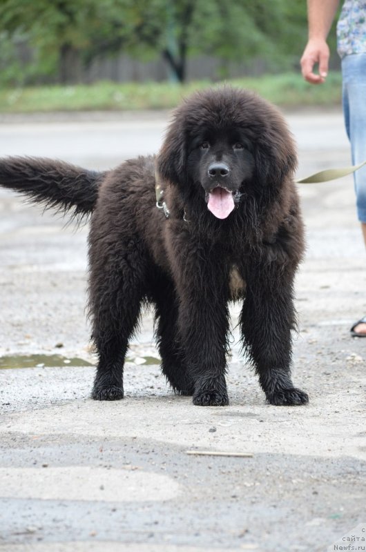 Фото: ньюфаундленд Сандра Роуз Бавария Бель (Sandra Rose Bavariya Belle)