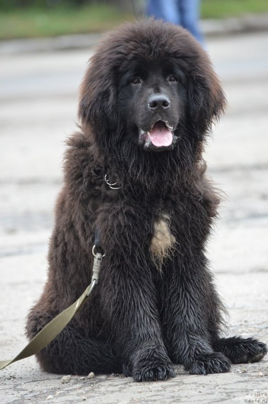 Фото: ньюфаундленд Сандра Роуз Бавария Бель (Sandra Rose Bavariya Belle)