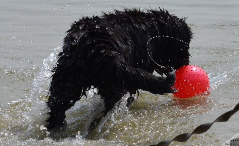 Фото: ньюфаундленд Сандра Роуз Бавария Бель (Sandra Rose Bavariya Belle)