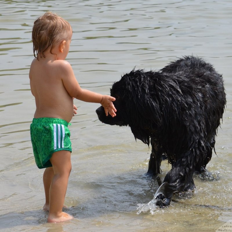 Фото: ньюфаундленд Сандра Роуз Бавария Бель (Sandra Rose Bavariya Belle)