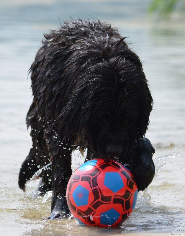 Фото: ньюфаундленд Сандра Роуз Бавария Бель (Sandra Rose Bavariya Belle)